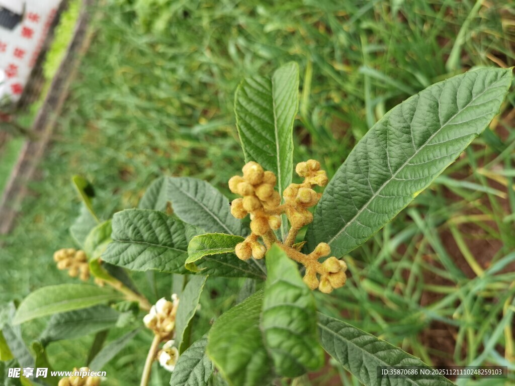 枝头绽放的金黄桂花