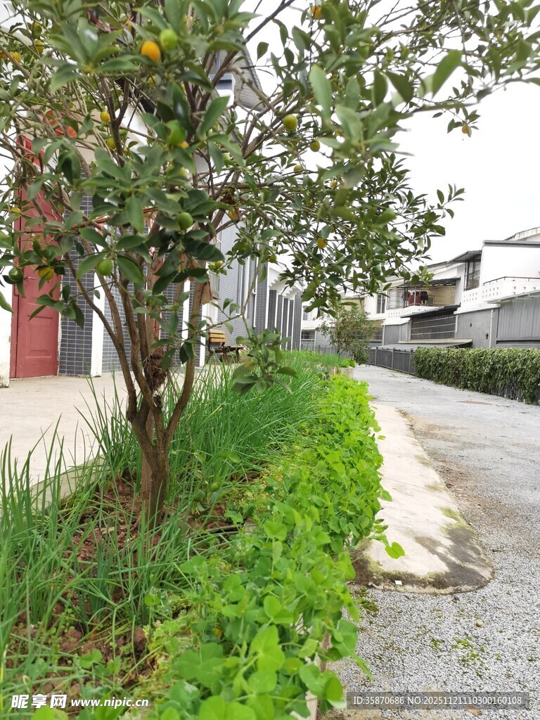 路边绿植与建筑景象