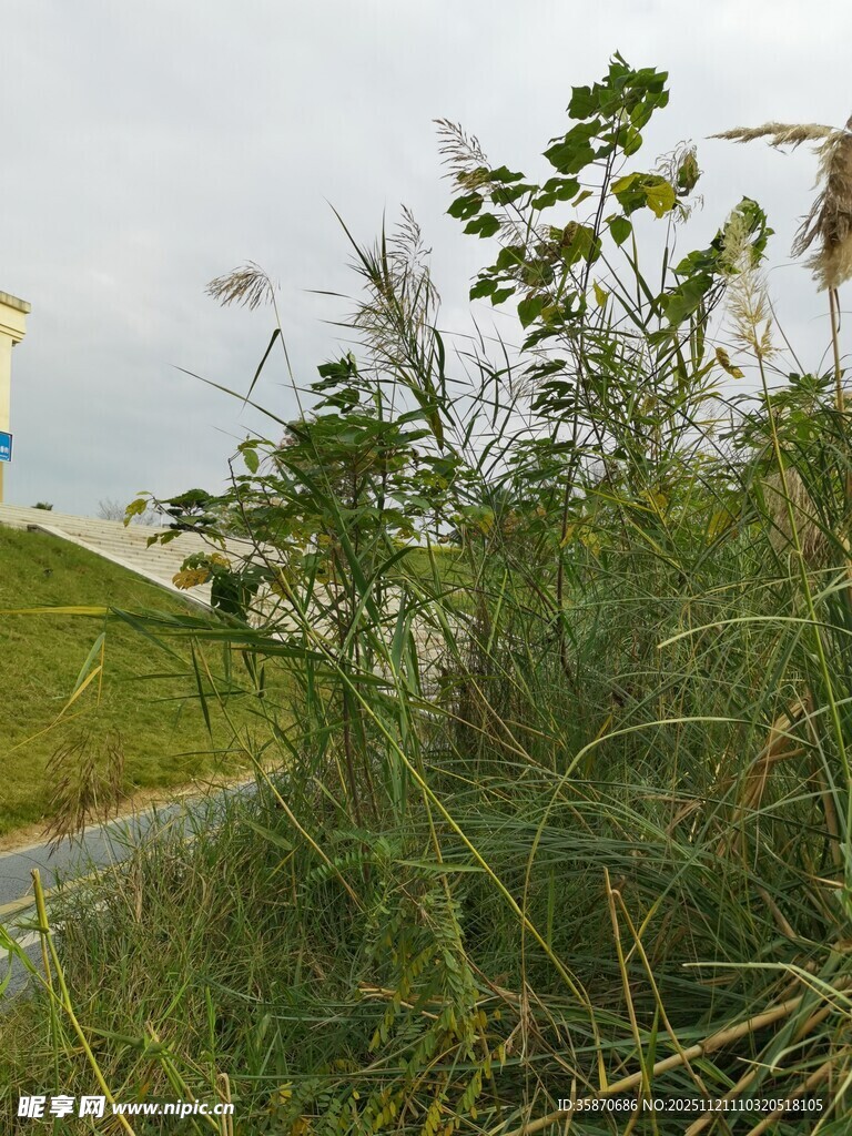 路边繁茂的绿色植物