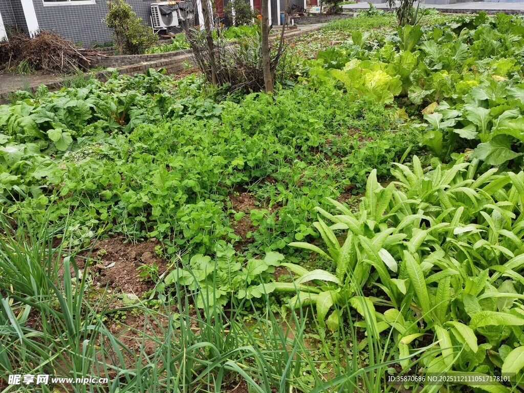 绿意盎然的户外植物景观