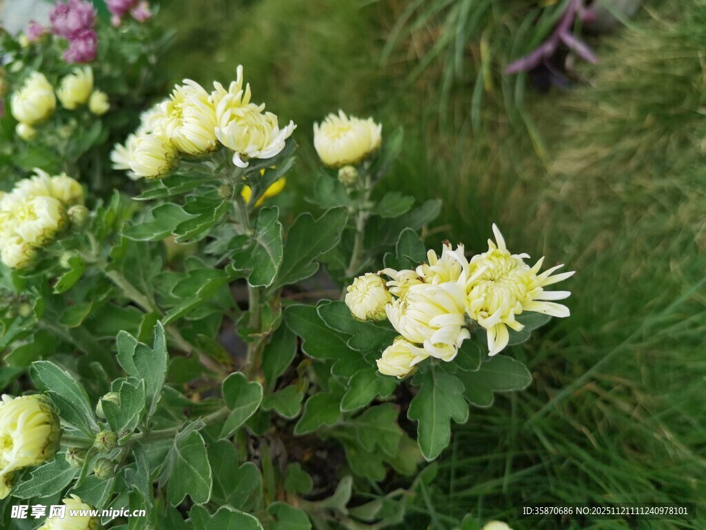 黄色小花绽放于草丛间
