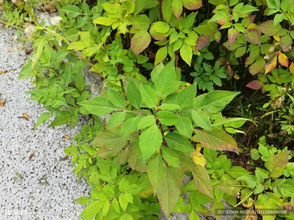 绿叶植物清新自然景致