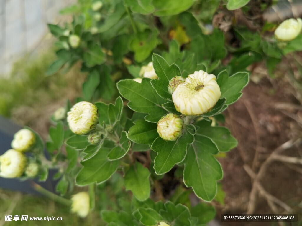 白色花朵绿植特写