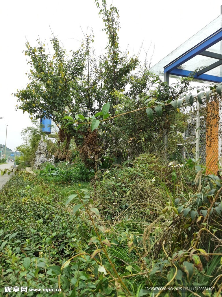 户外繁茂绿植景观