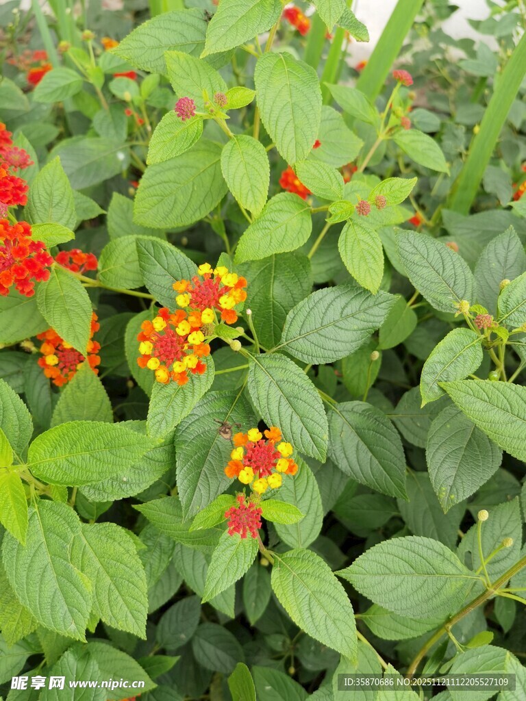 绿叶间的红黄色小花