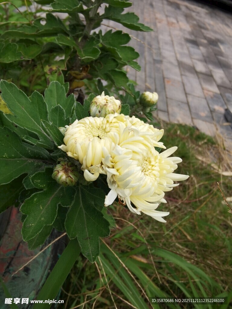 绽放的白色菊花