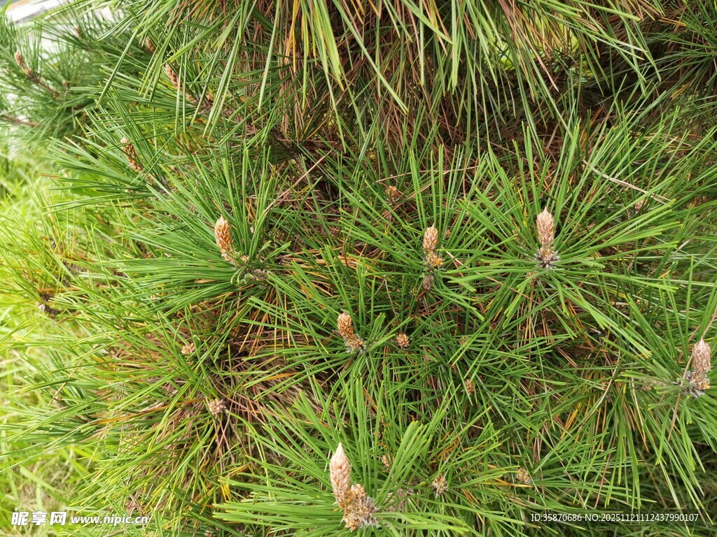 茂密松枝与松果景观