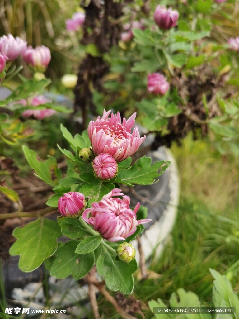 娇艳绽放的粉色花卉