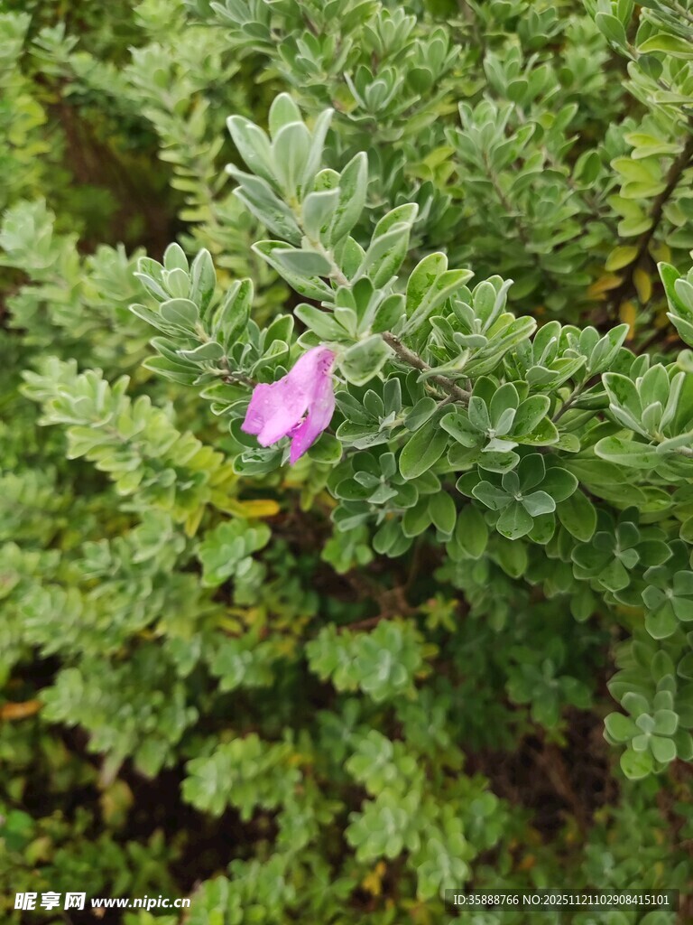 绿叶丛中一朵娇艳粉花