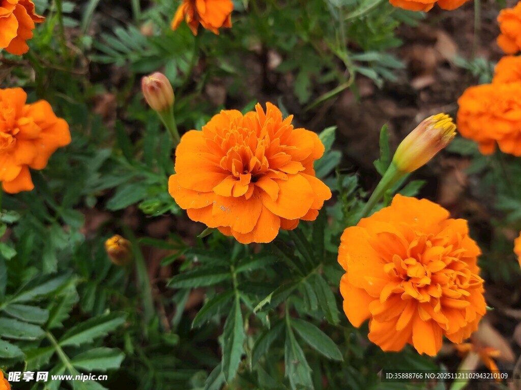 橙色万寿菊绽放