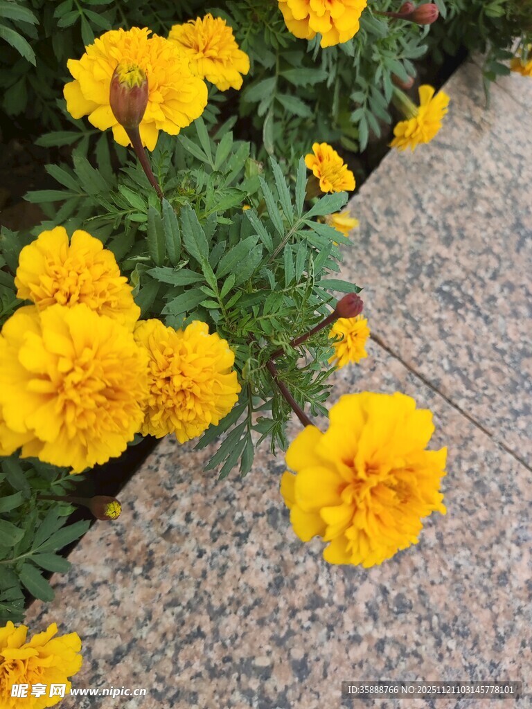 路边绽放的鲜艳黄色花朵