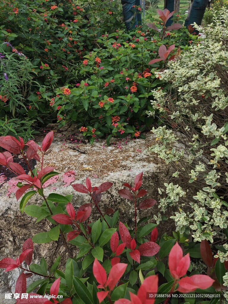 多彩植物景观