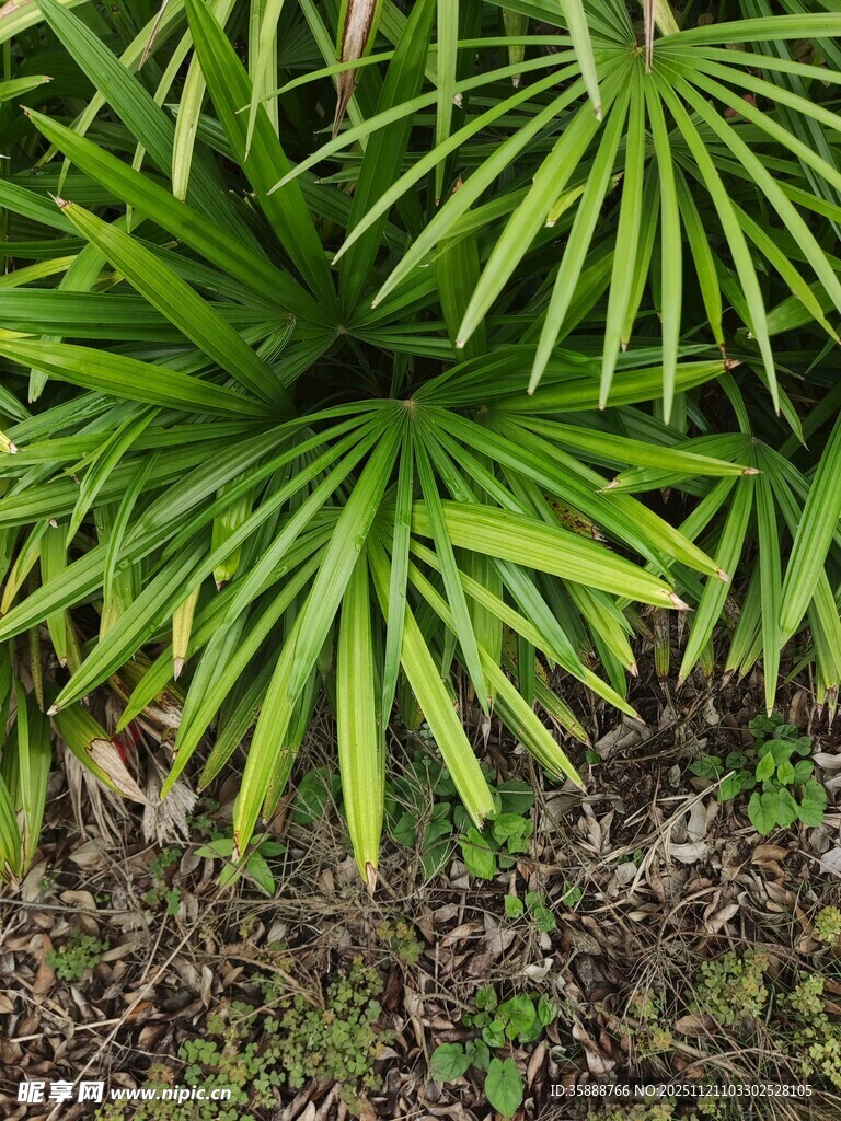 翠绿舒展的棕榈植物叶片