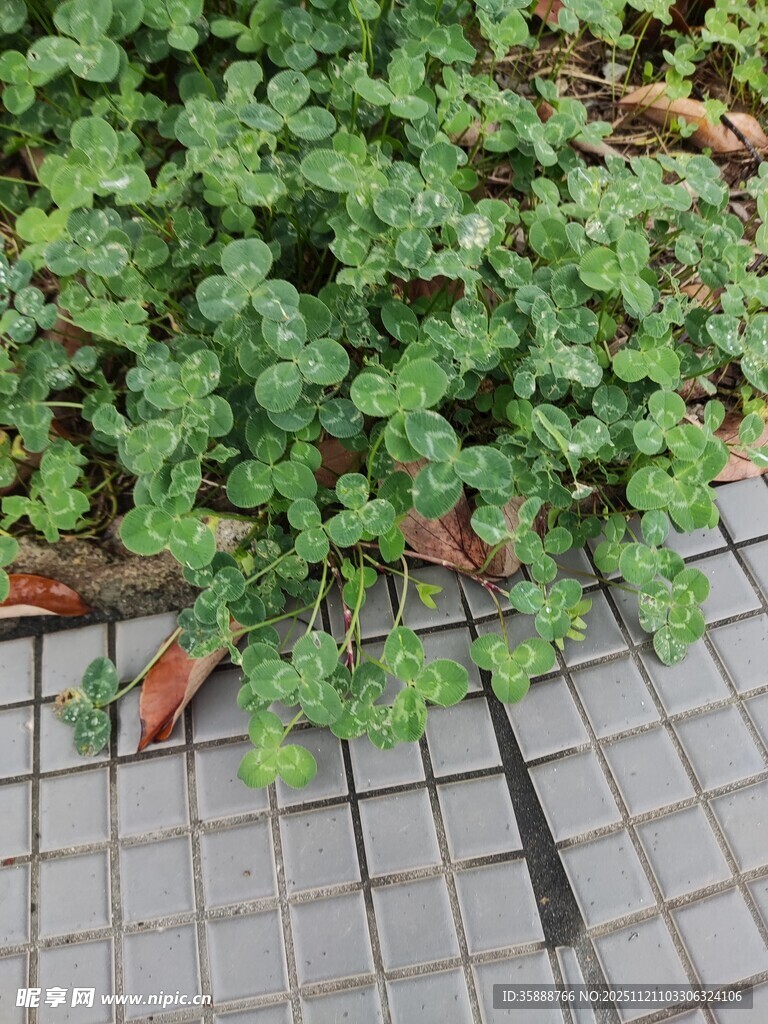 地面上的翠绿三叶草