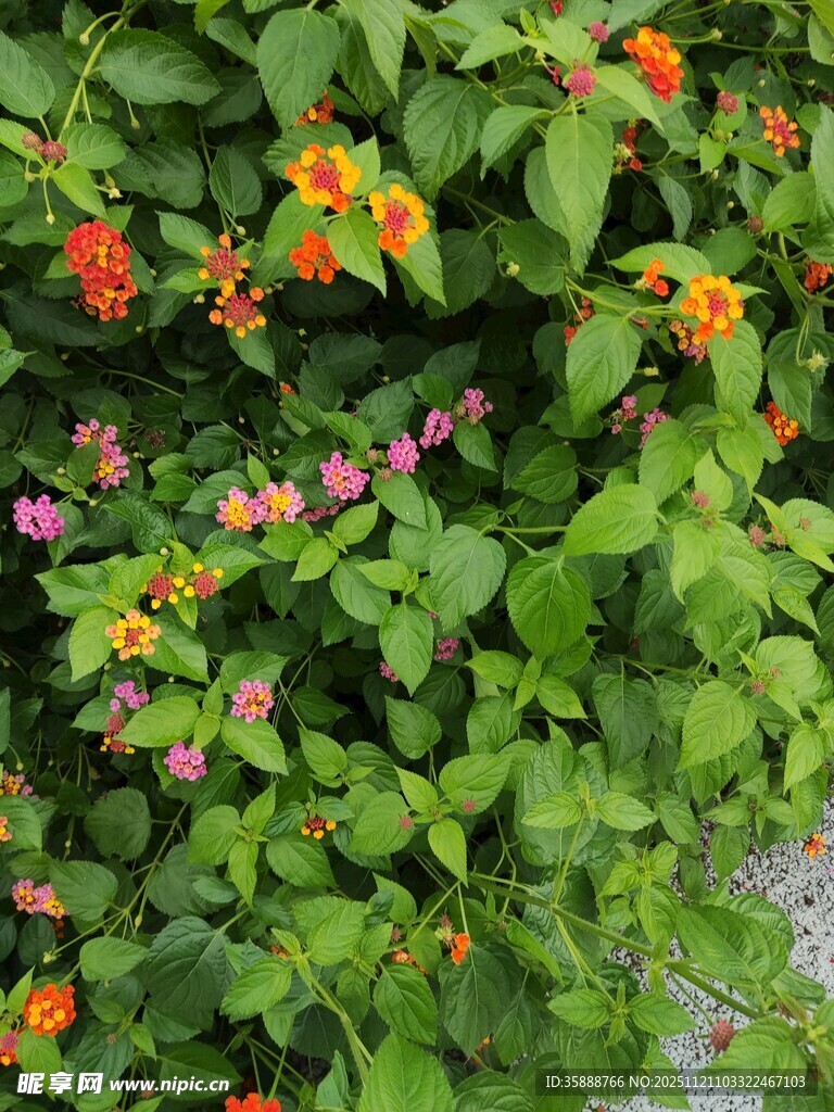 多彩花卉与绿叶交织景观