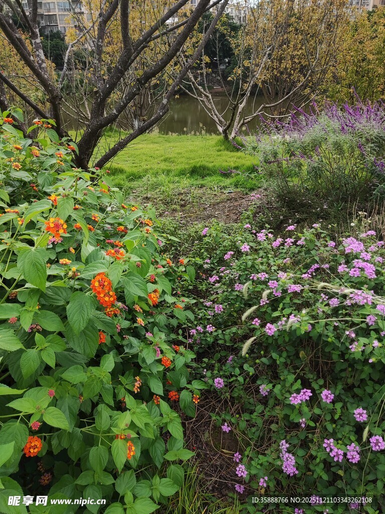 多彩花卉装点美丽花园