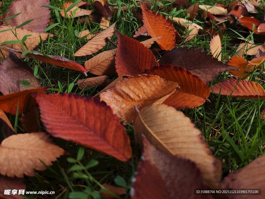 落叶铺于绿草之上