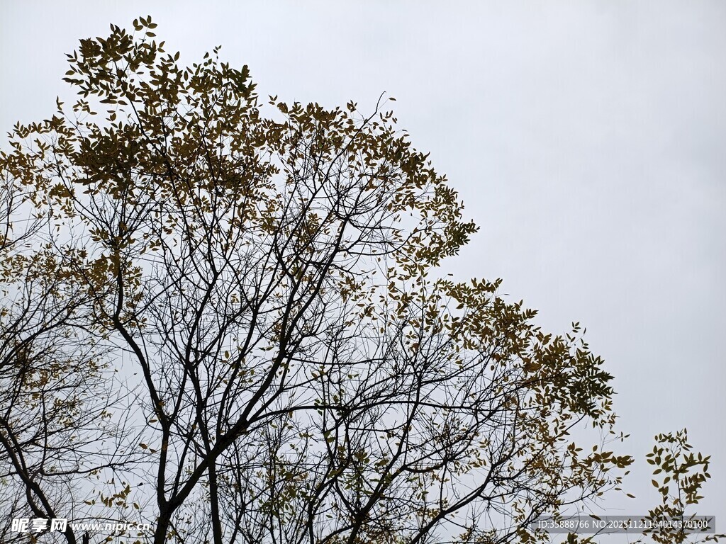 枝头新叶映灰白天空