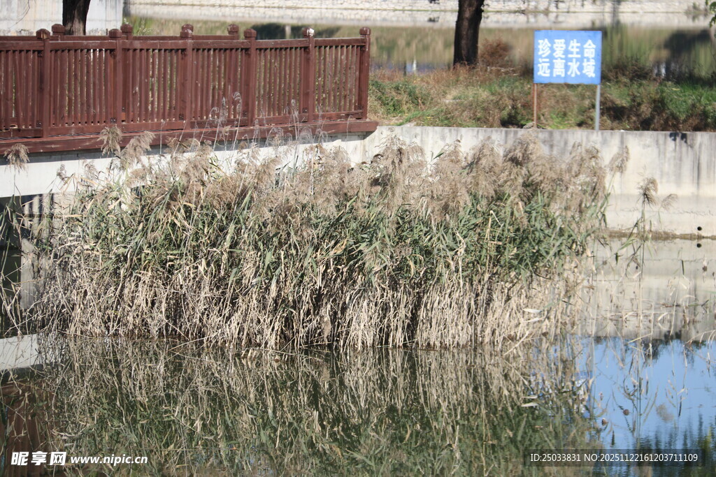 水边芦苇景观