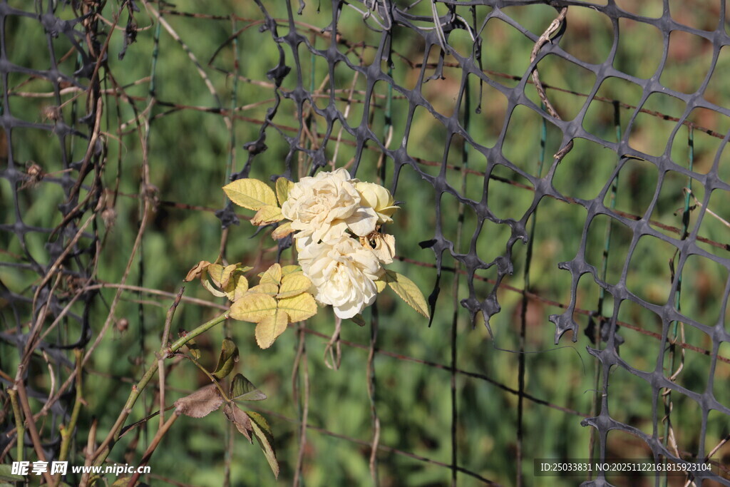 绿叶丛中的黄色花朵