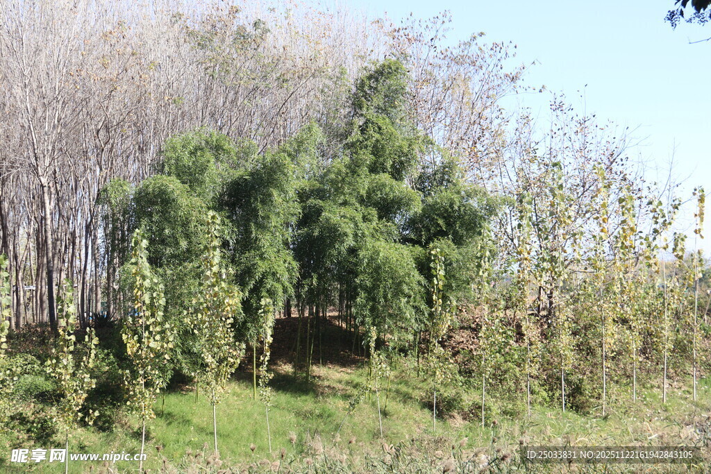 野外葱郁竹林景观