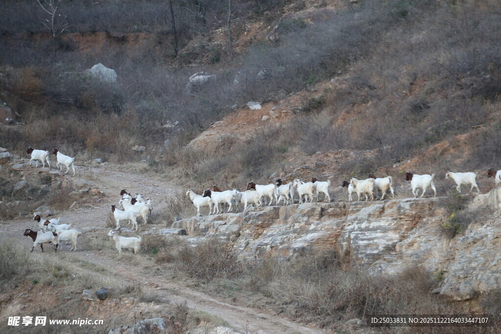 山间羊群漫步
