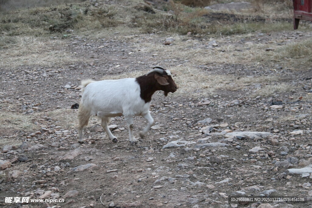 站在碎石地的棕白相间山羊