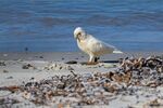 沙滩上的白鸟