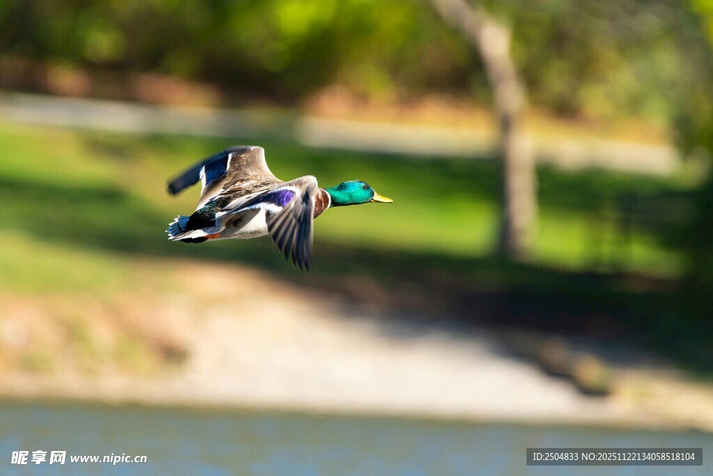 飞翔的野鸭
