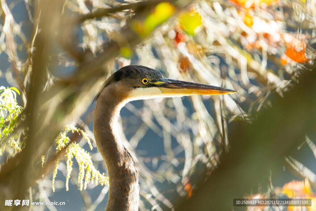 芦苇丛中的长嘴鸟