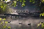 林间群鸭漫步的自然景象