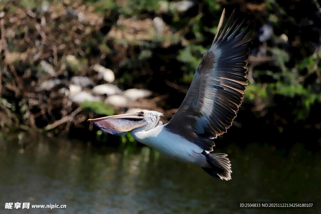 飞翔的水鸟于河畔