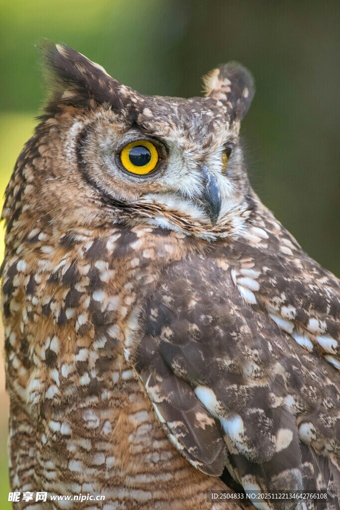 猫头鹰特写