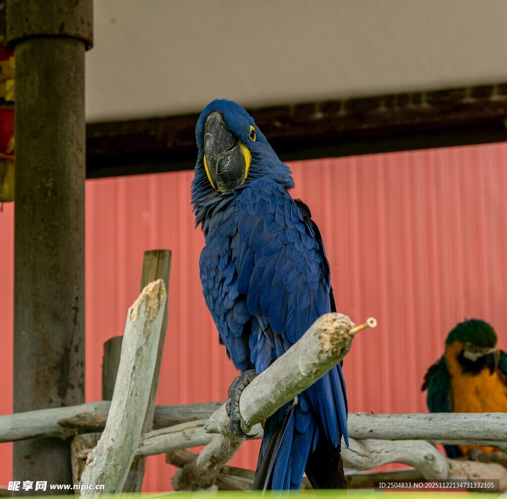蓝鹦鹉立于木枝上