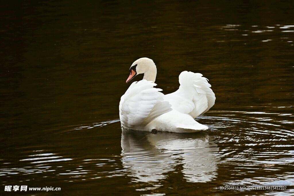 水中天鹅展翅
