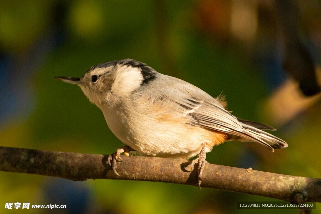 枝头栖息的小鸟