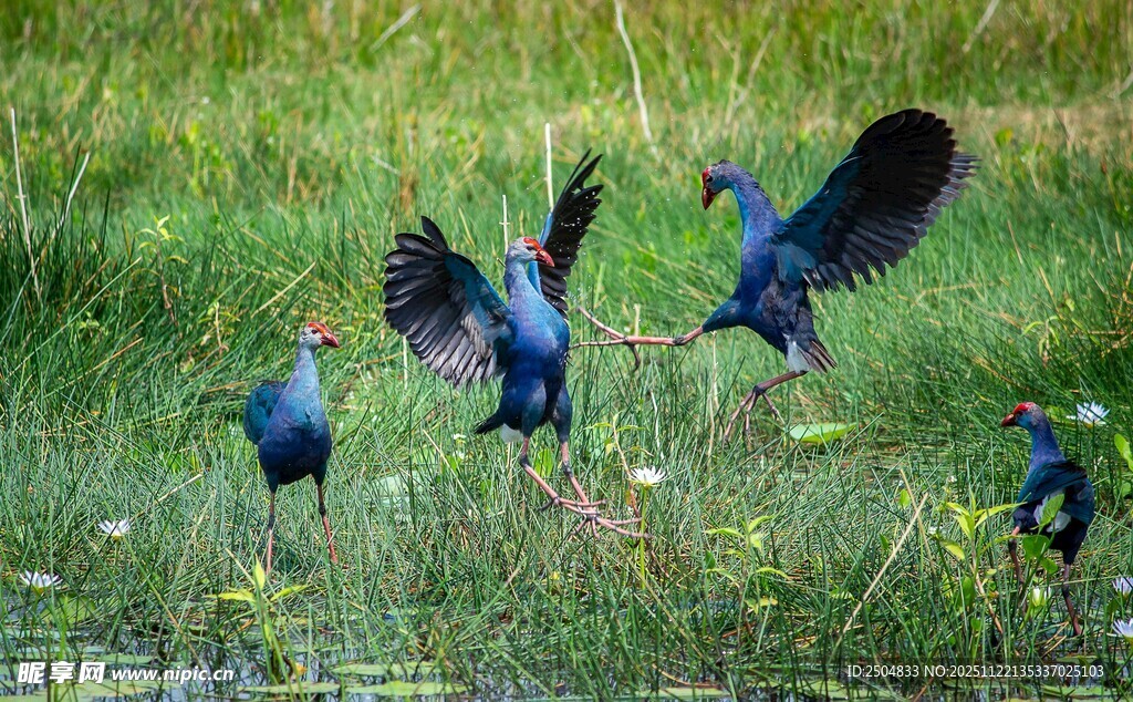 草地上展翅的美丽蓝孔雀