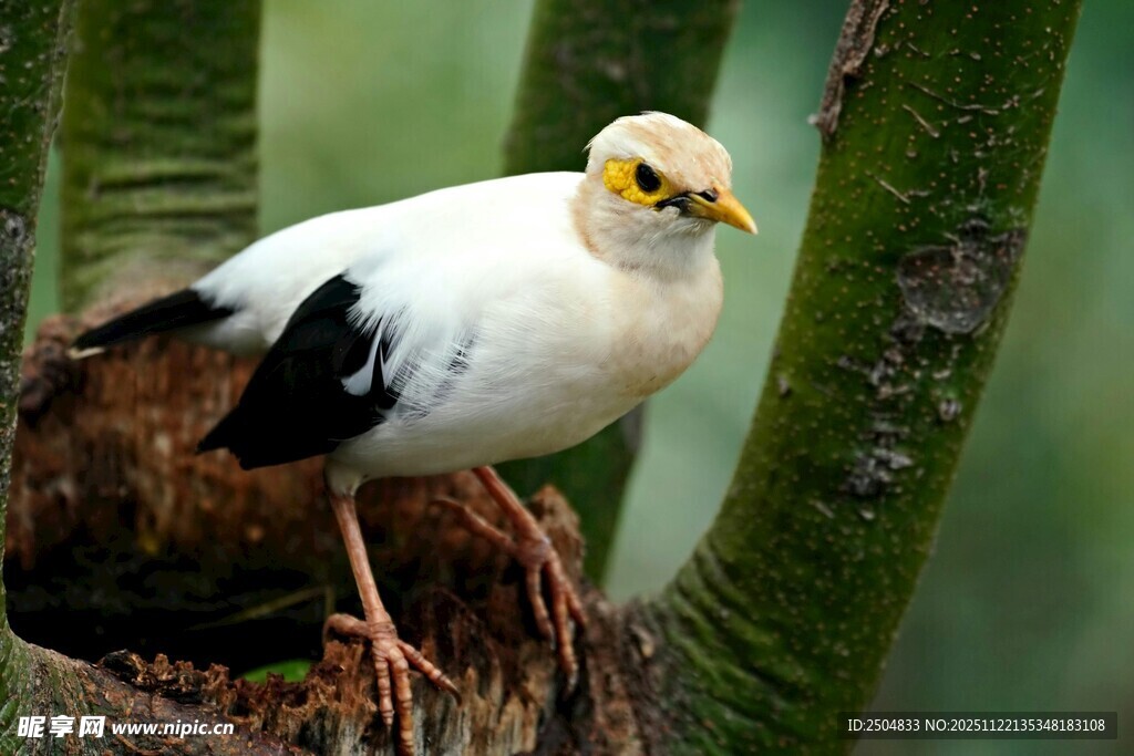 白胸苦恶鸟栖息于树桩
