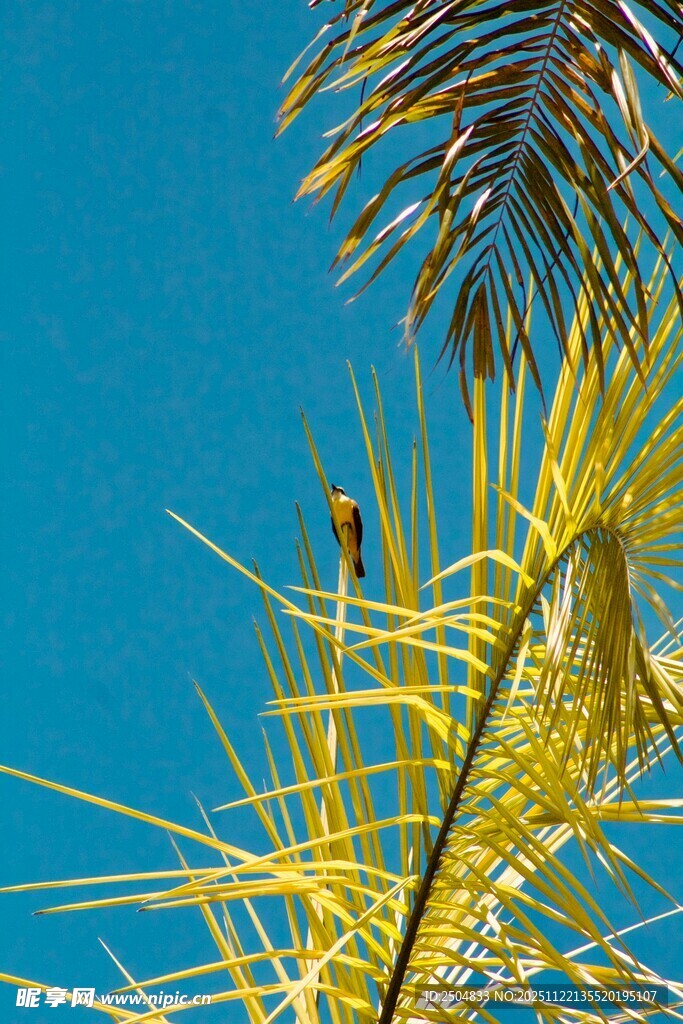 蓝天映衬下的棕榈树枝叶