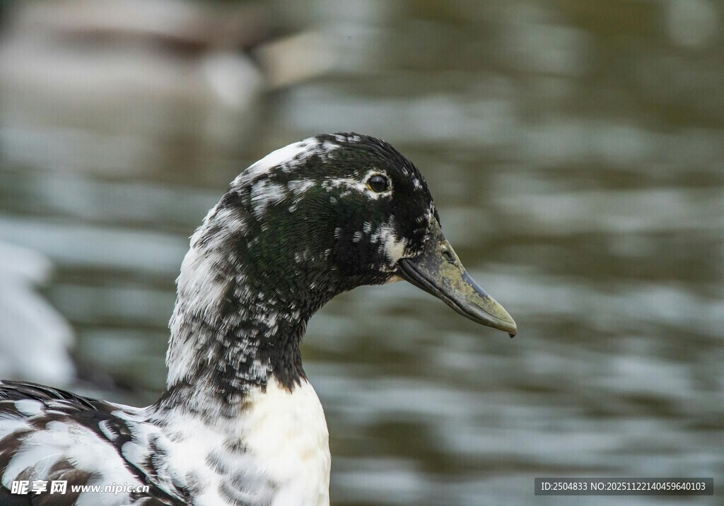 黑白花纹鸭特写