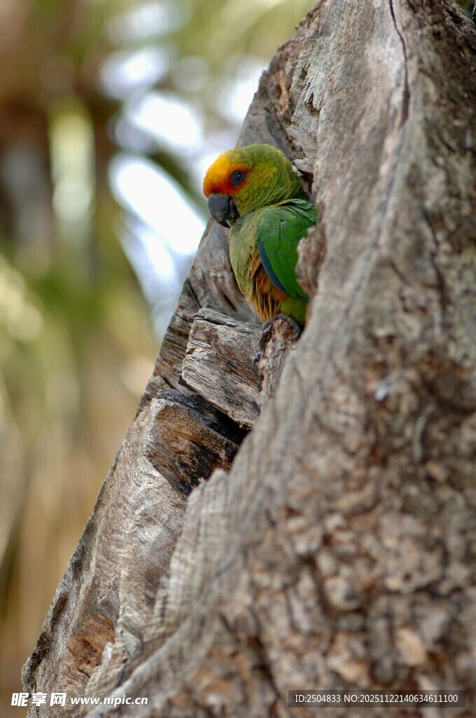 树洞中的多彩鹦鹉