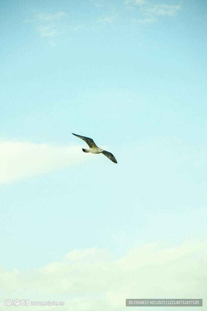 蓝天中翱翔的飞鸟