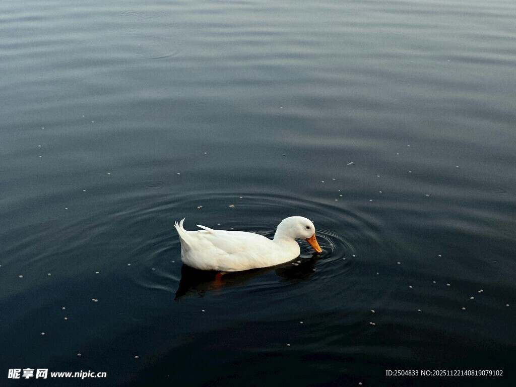 水中 弋的白鸭