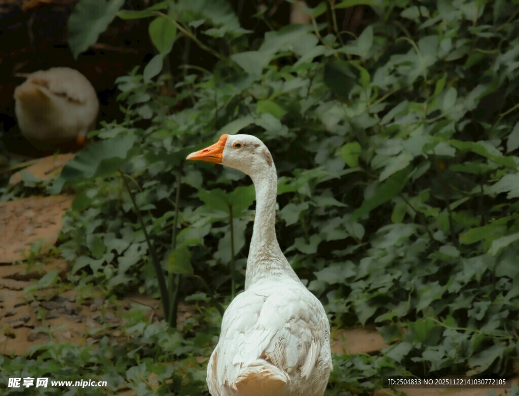 田园白鹅立于绿植旁