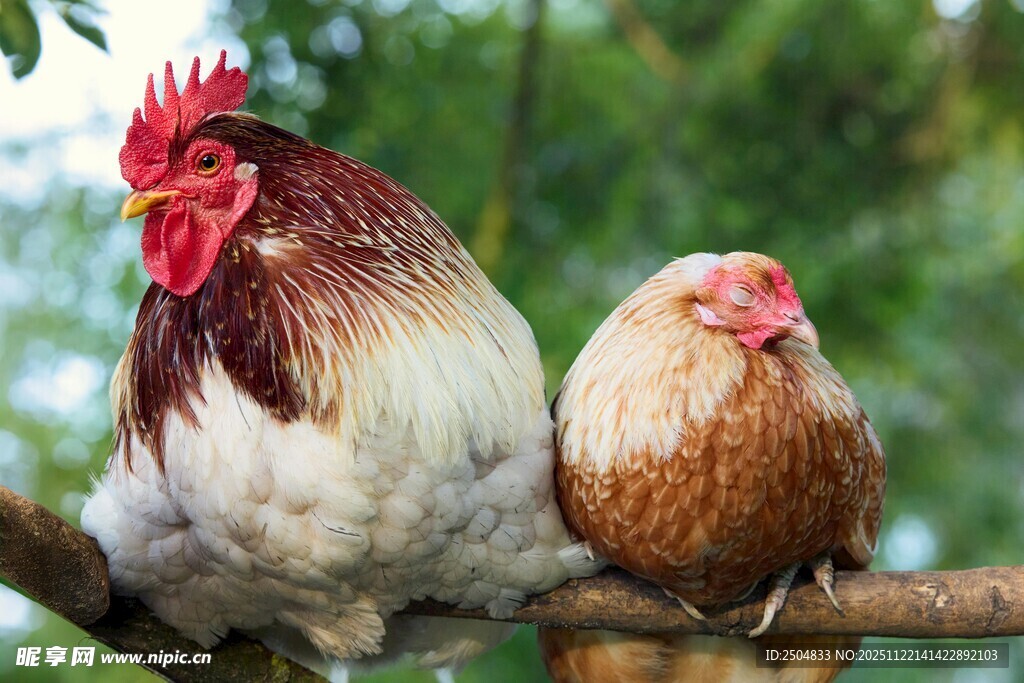 树枝上的公鸡与母鸡