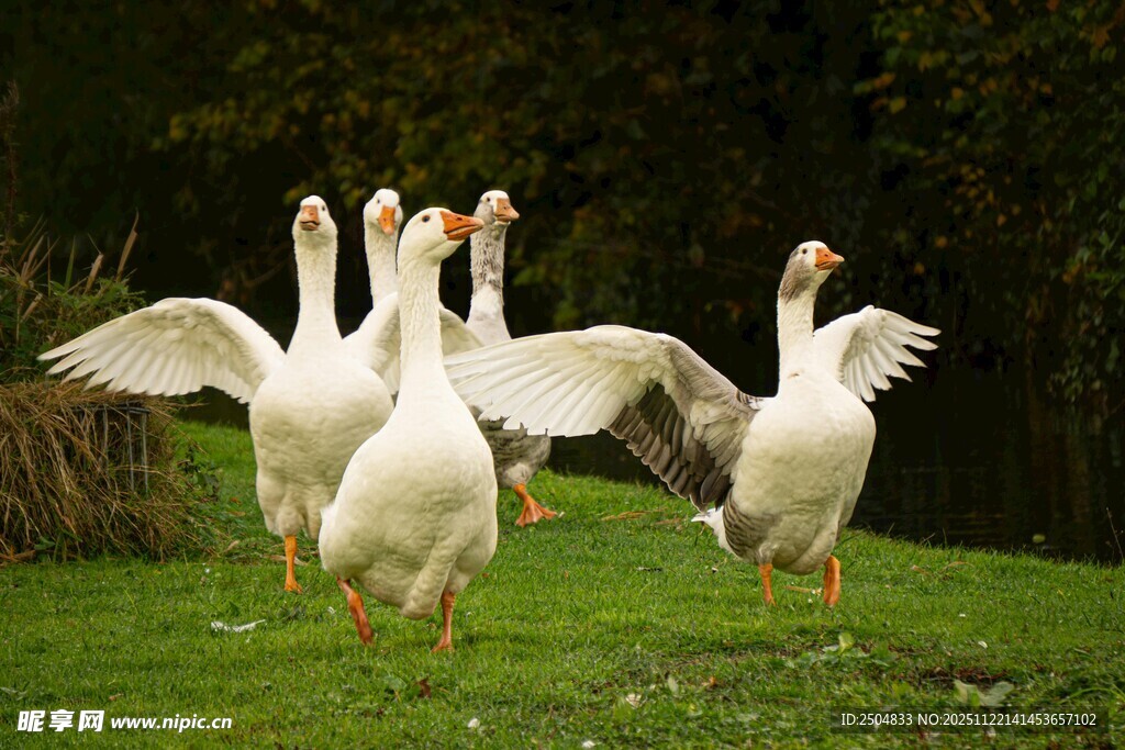 草地上展翅的白鹅群