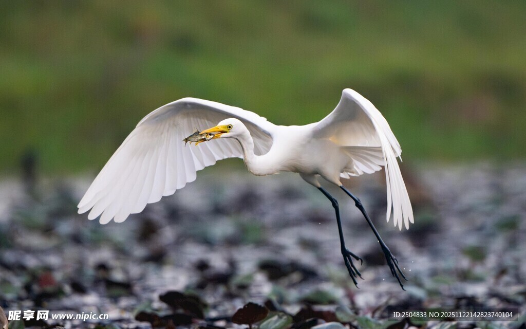 白鹭展翅于繁茂植物间