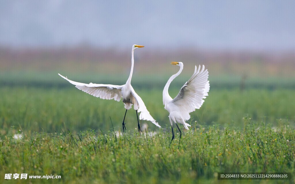 草地上双天鹅展翅起舞