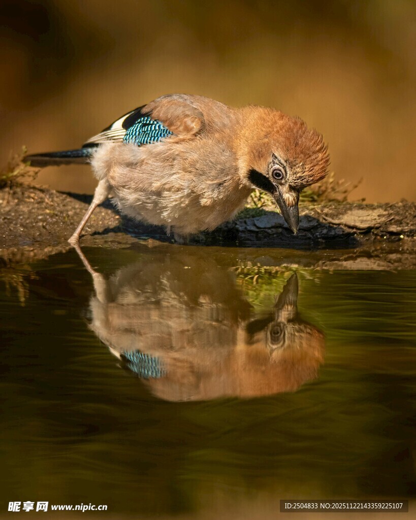 松鸦临水低头饮水画面