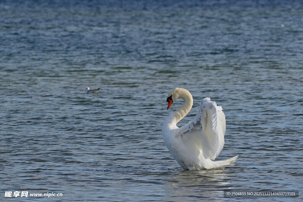 水中天鹅展翅